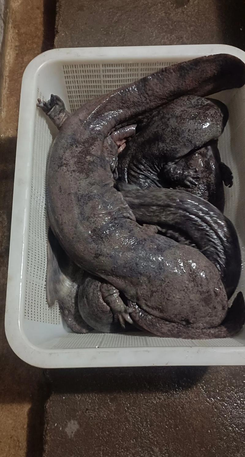 特种养殖