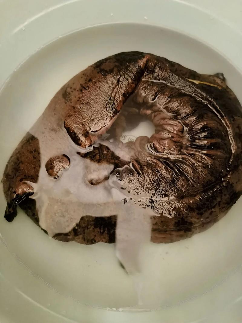 大鲵养殖:潜游于深山的秘密
