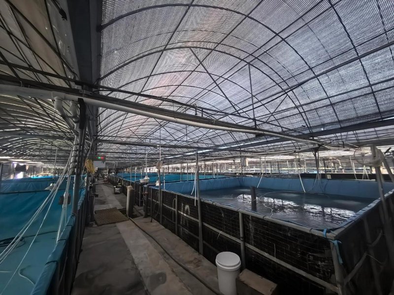 商品鲵市场动态：供应与需求的平衡